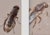 Opomyza germinationis
